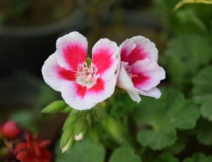 white and red petaled flower thumbnail