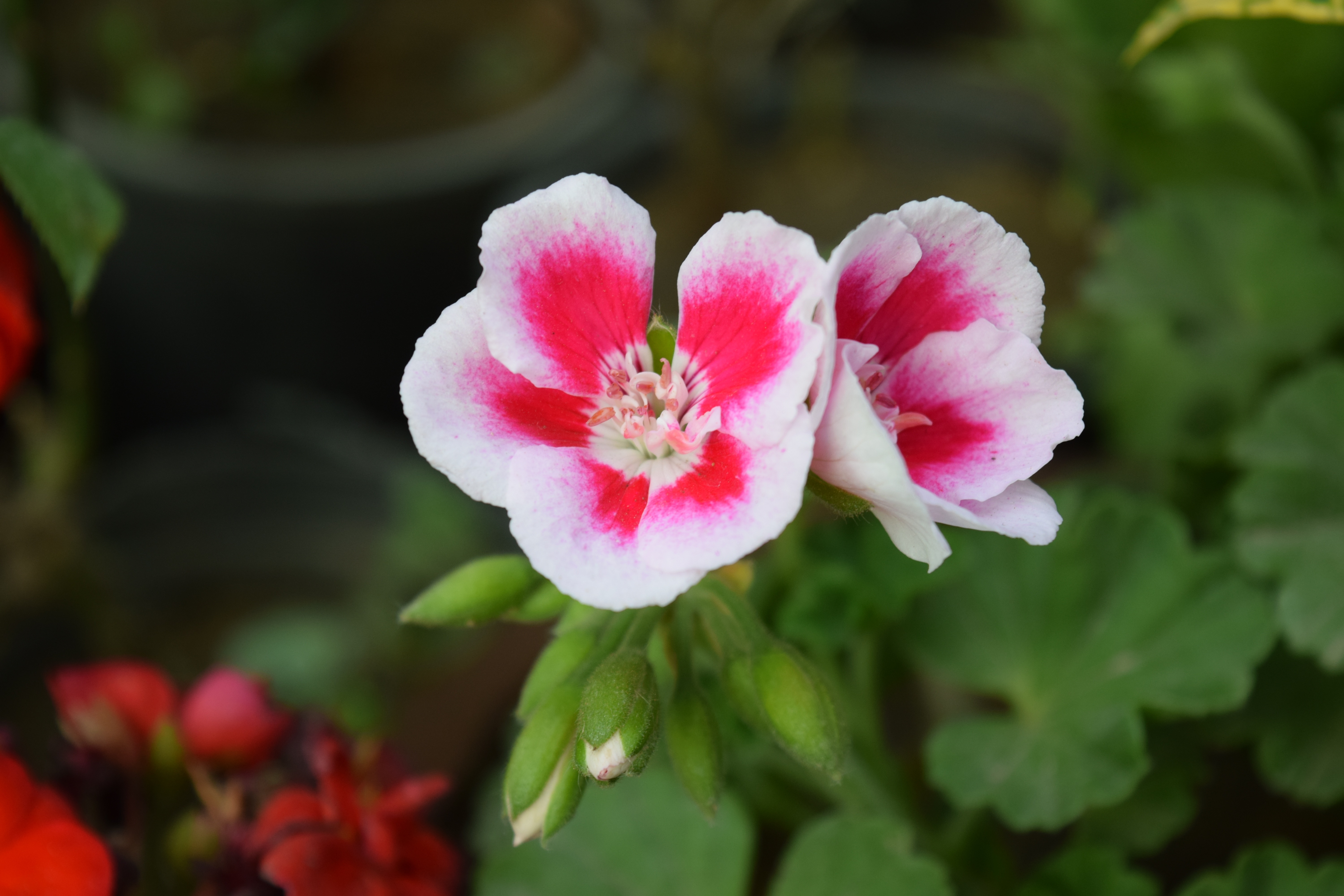 white and red petaled flower