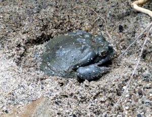 black pacman frog thumbnail