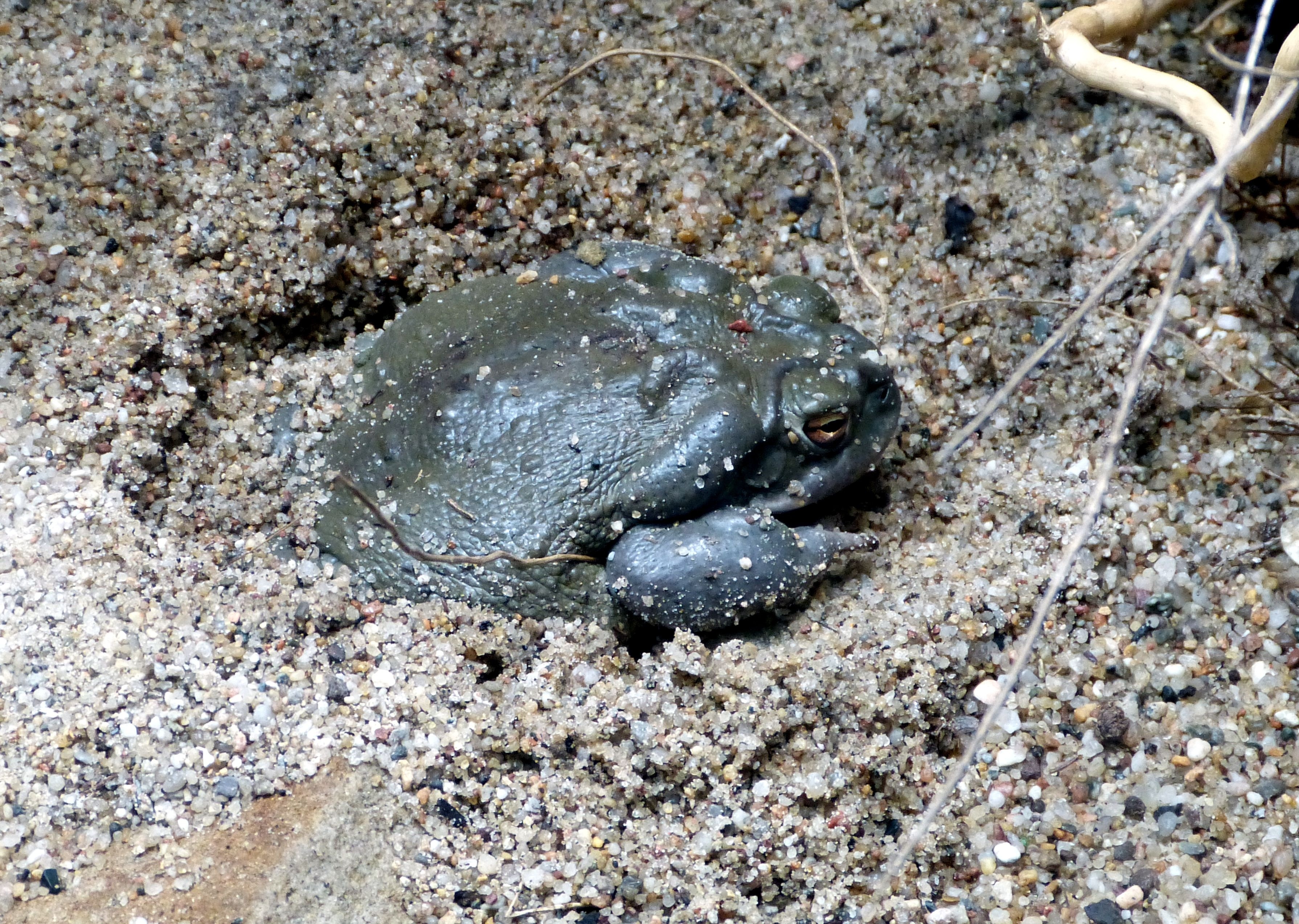 black pacman frog