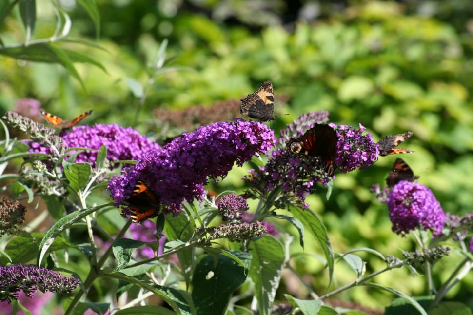 purple flower plant and brown butterfly preview