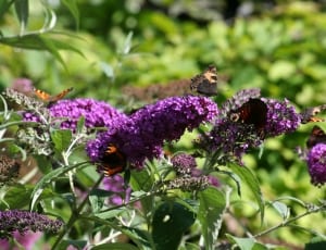 purple flower plant and brown butterfly thumbnail