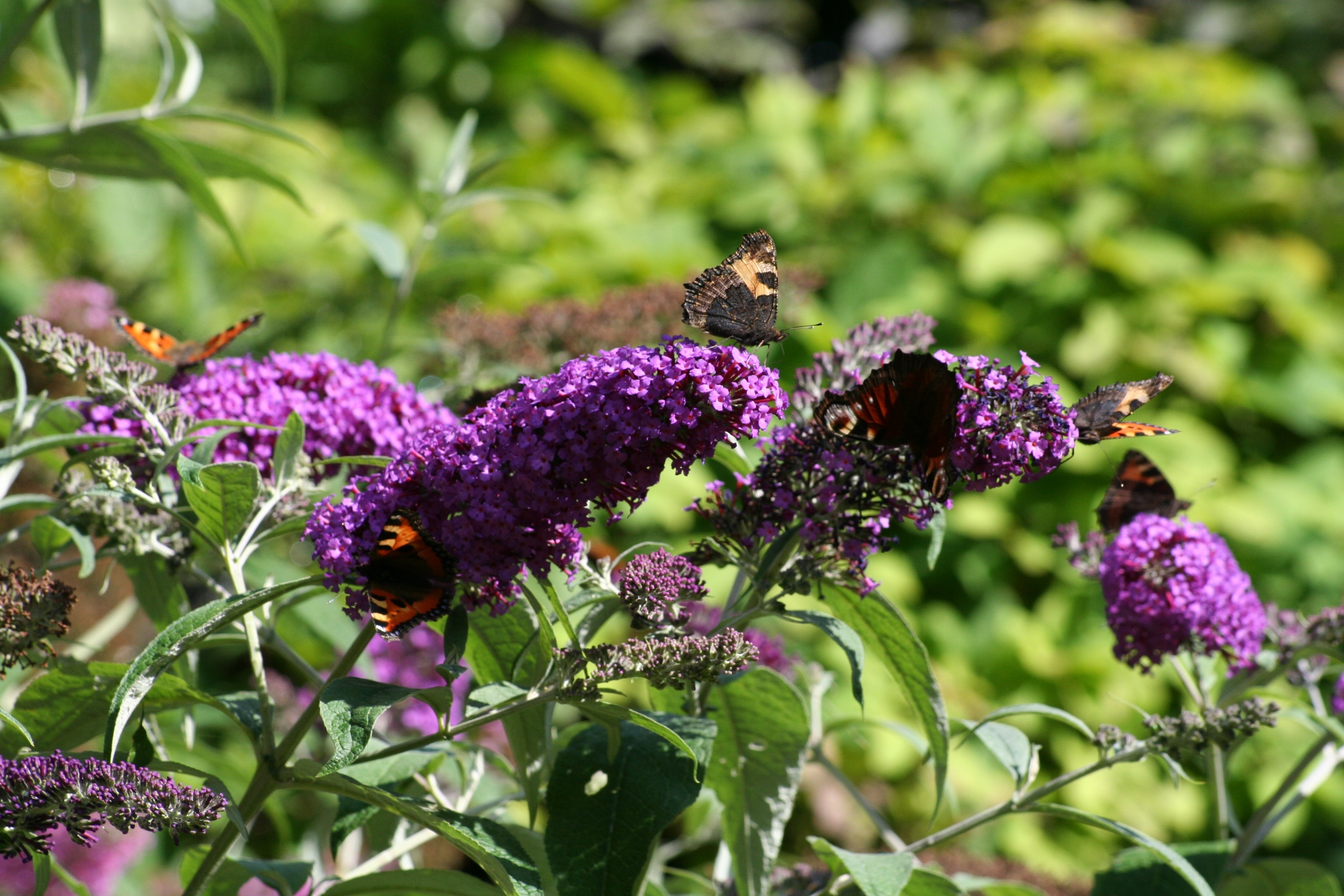 purple flower plant and brown butterfly