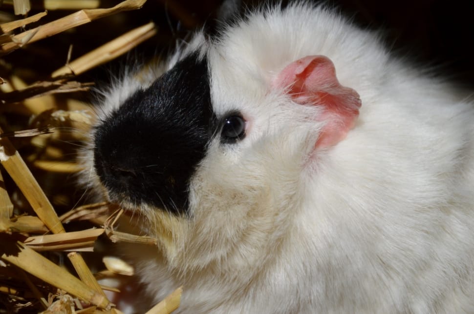 white and black rodent preview
