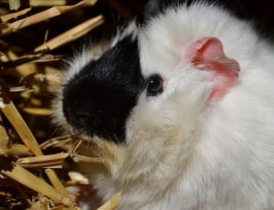 white and black rodent thumbnail