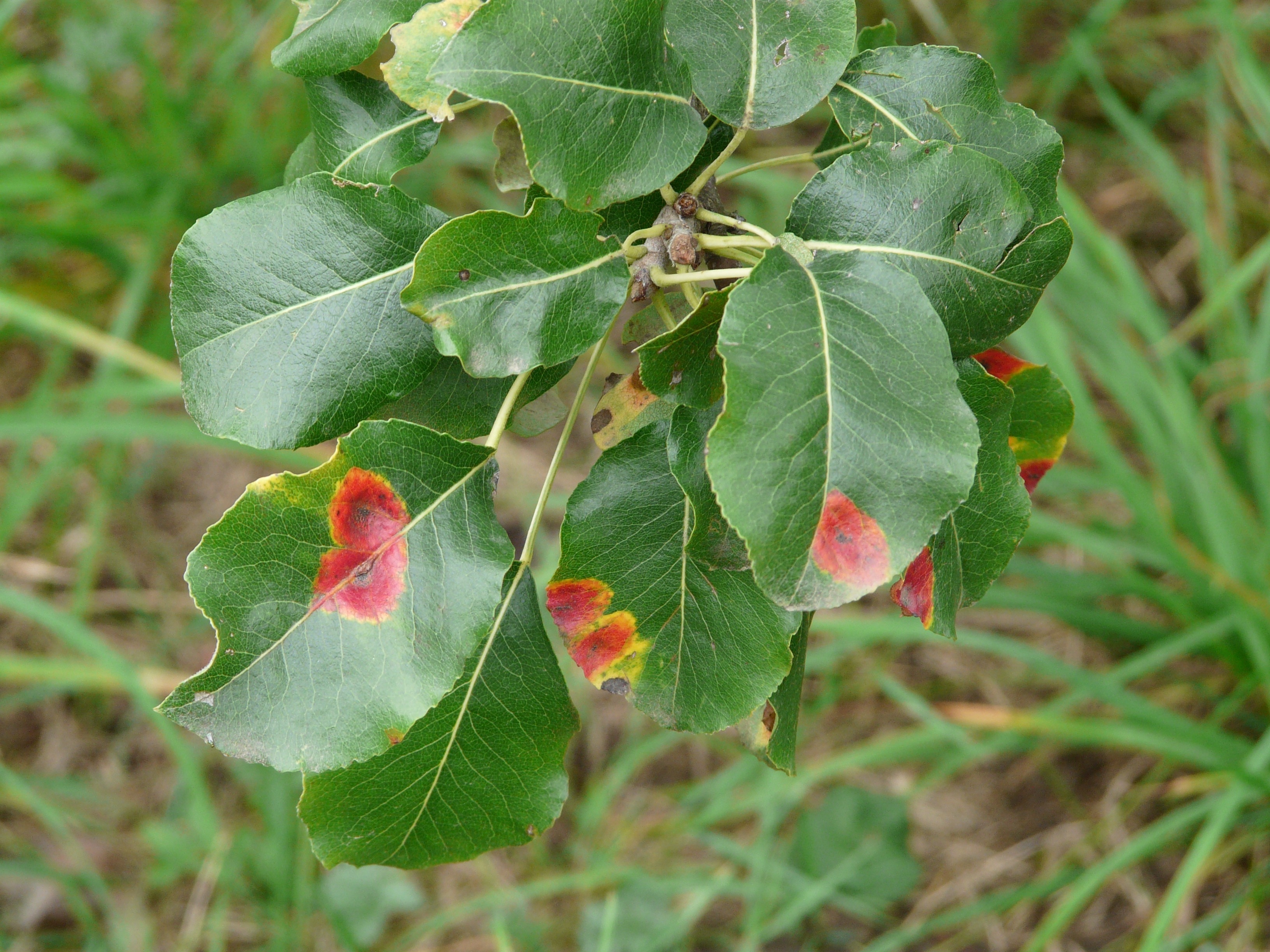 green and red leaves plant