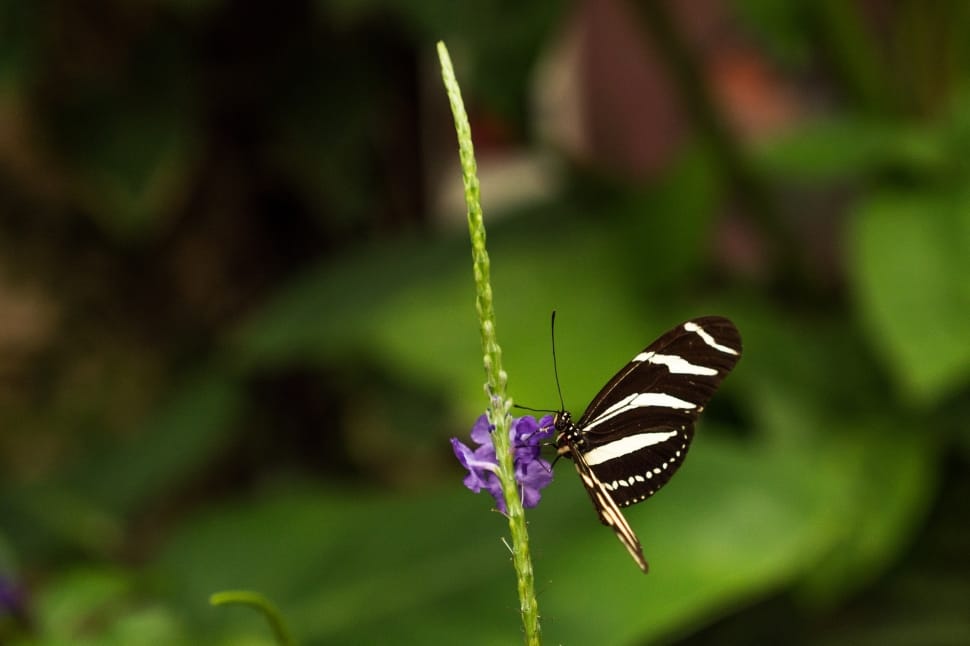 zebra longwing butterfly preview