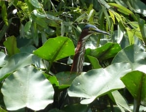 Tricolor Heron with green leaf plant thumbnail