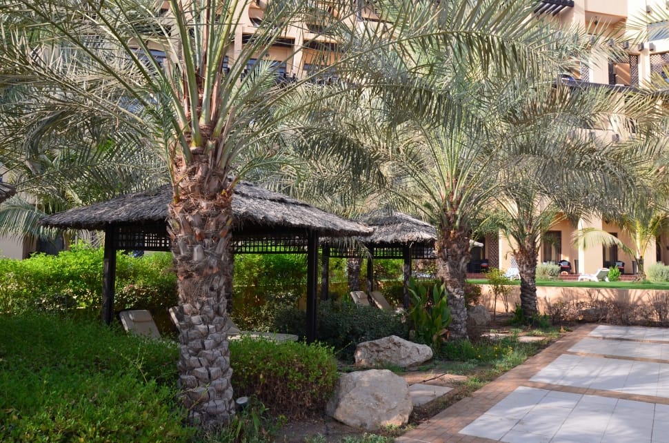 palm tree preview