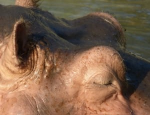 adult hippopotamus thumbnail