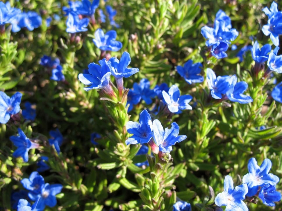 blue broad petaled flower preview