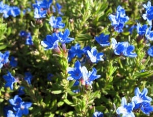 blue broad petaled flower thumbnail