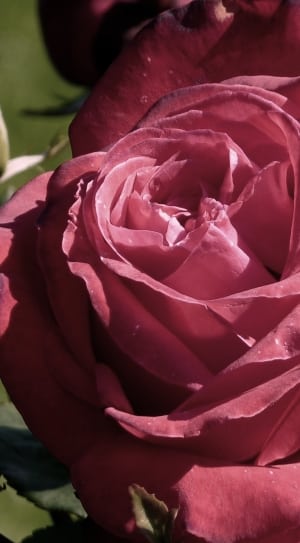 hot pink rose thumbnail