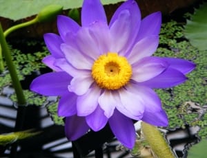 purple and yellow flower outdoor plant thumbnail