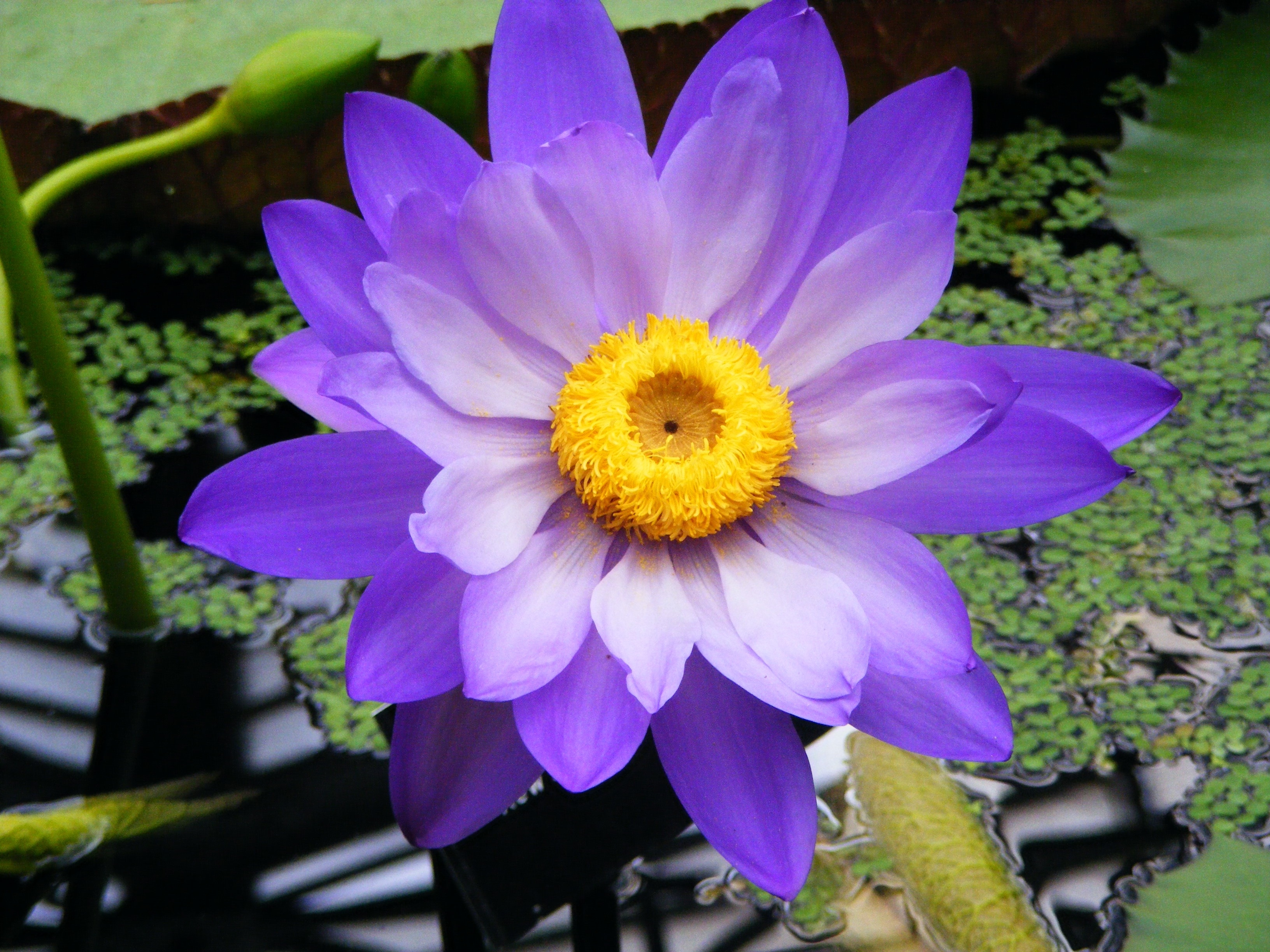 purple and yellow flower outdoor plant