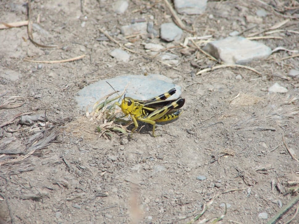 black and yellow grasshopper preview