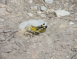 black and yellow grasshopper thumbnail