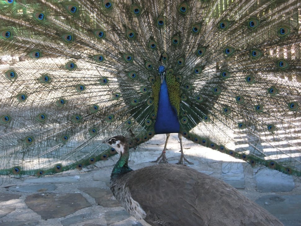 blue green and yellow peacock showing its tail preview