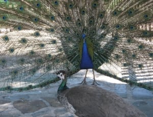 blue green and yellow peacock showing its tail thumbnail