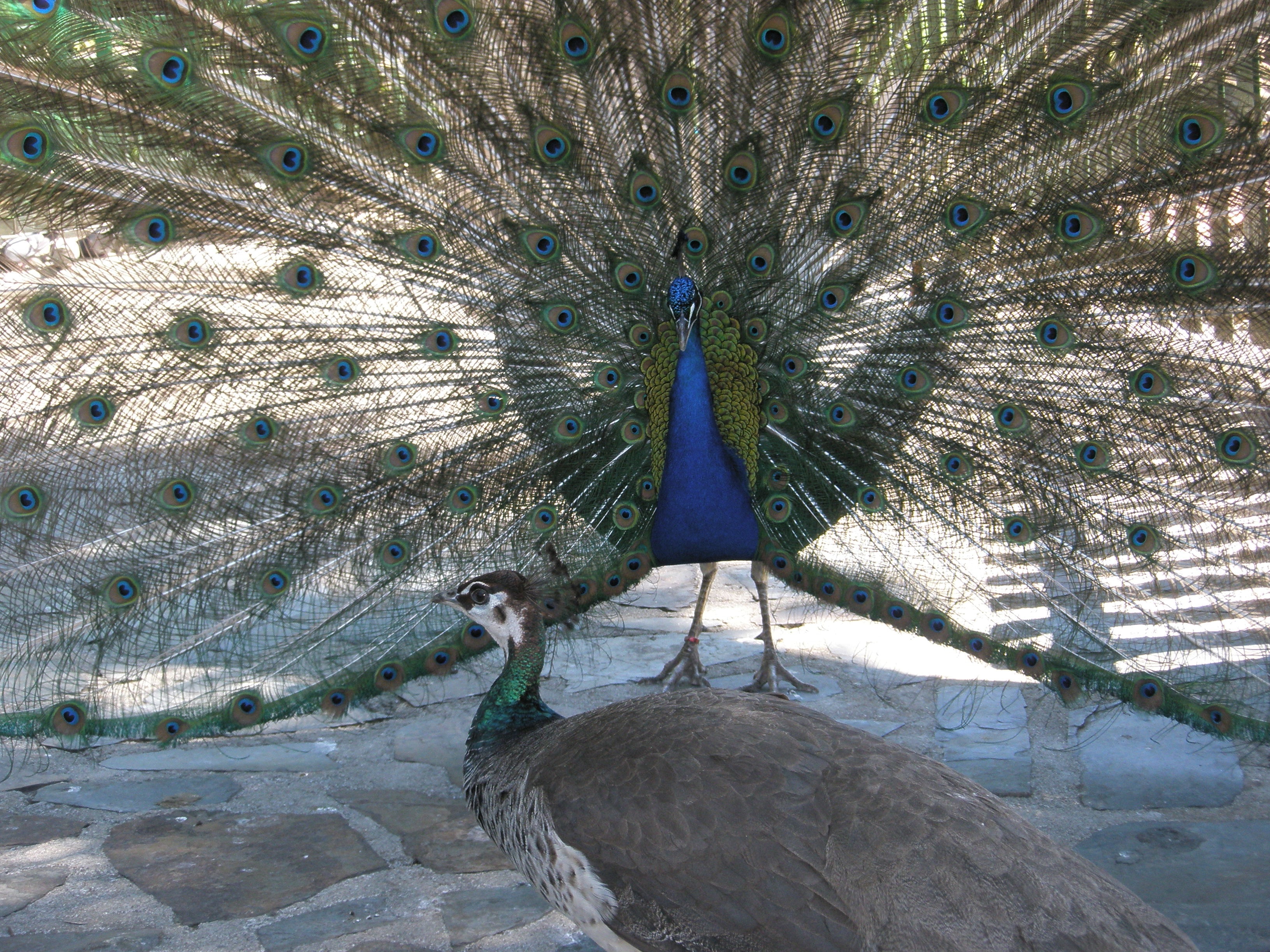 blue green and yellow peacock showing its tail