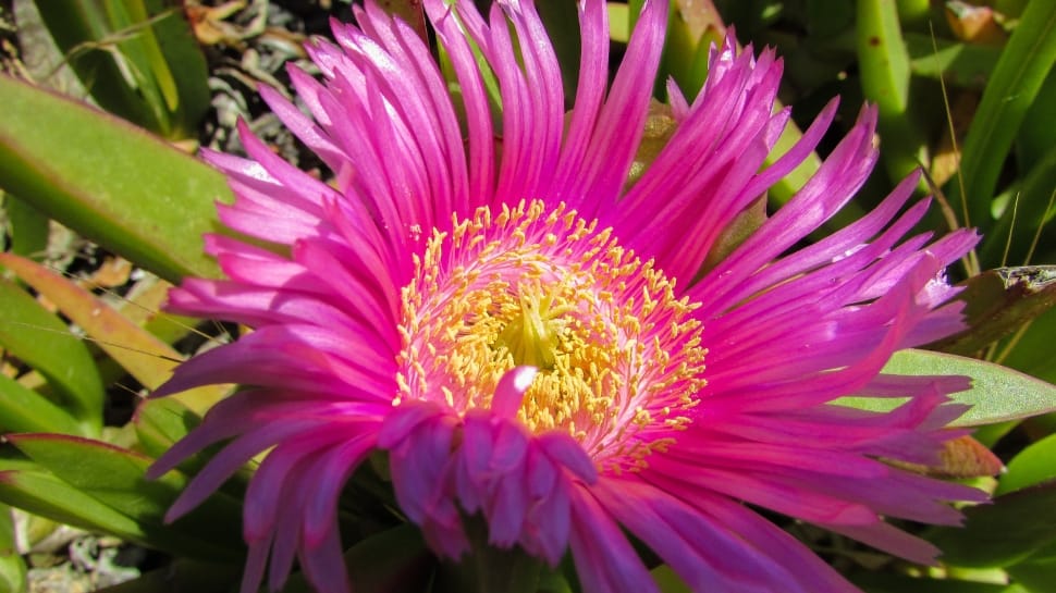 pink hottentot fig flower preview