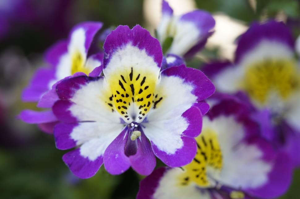 white yellow and purple petaled flower preview