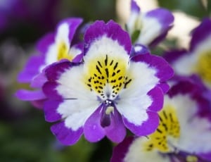 white yellow and purple petaled flower thumbnail