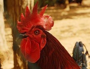 red and black rooster thumbnail