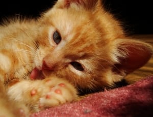 orange tabby kitten thumbnail
