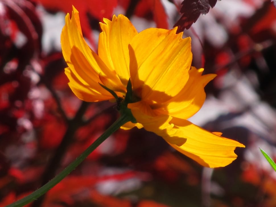 focus photography of yellow petaled flower preview