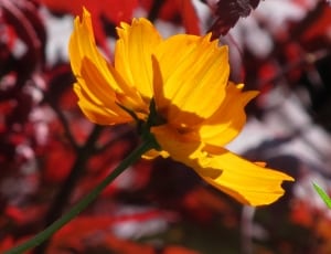 focus photography of yellow petaled flower thumbnail
