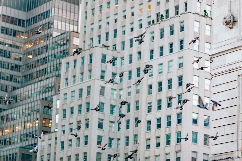 flock of birds near city buildings during daytime preview