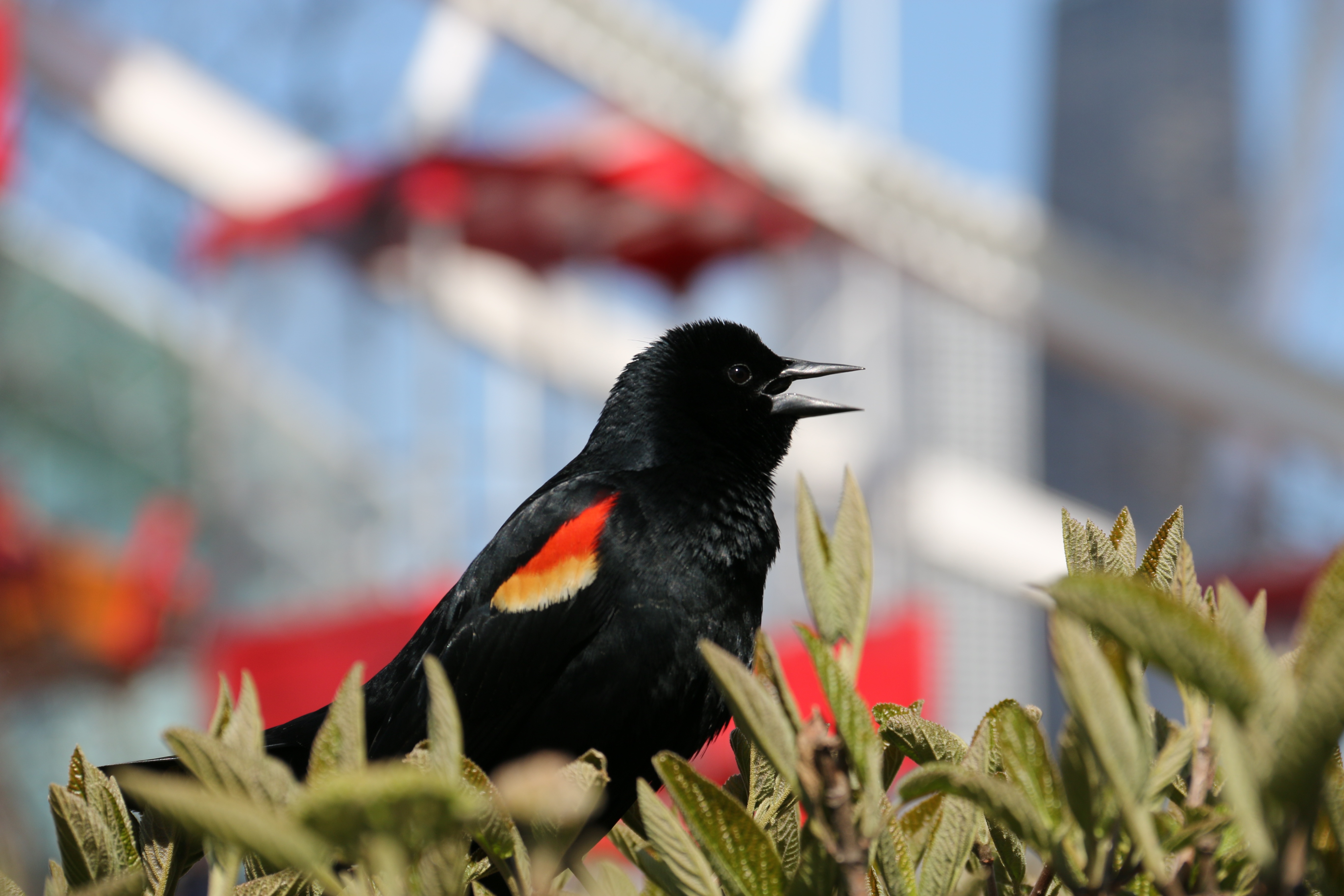 black red and yellow short beak bird