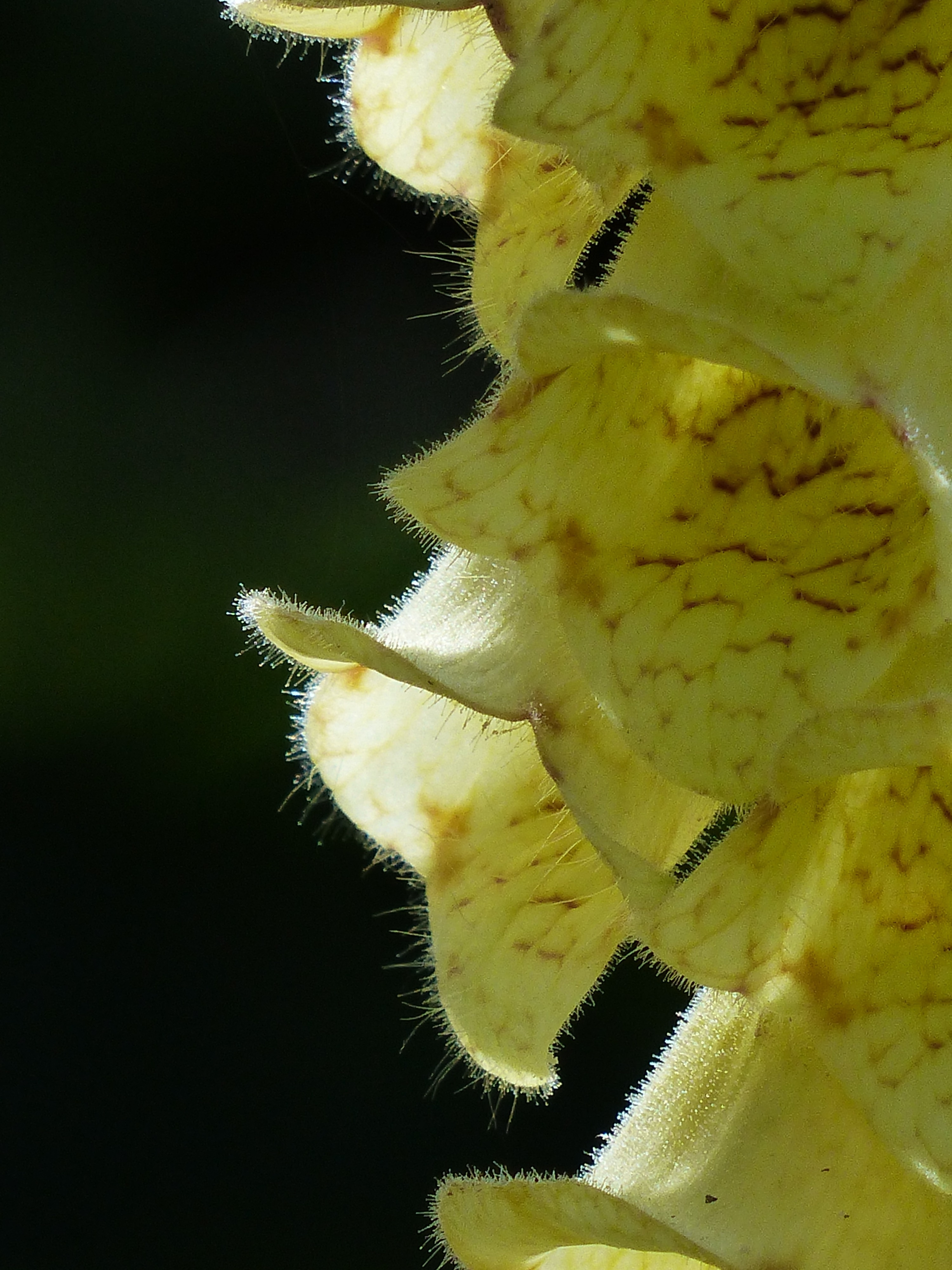 yellow flowers