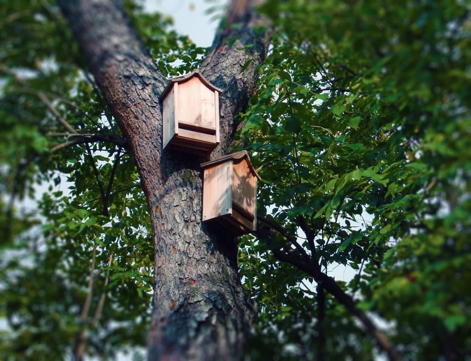 2 brown wooden bird house preview