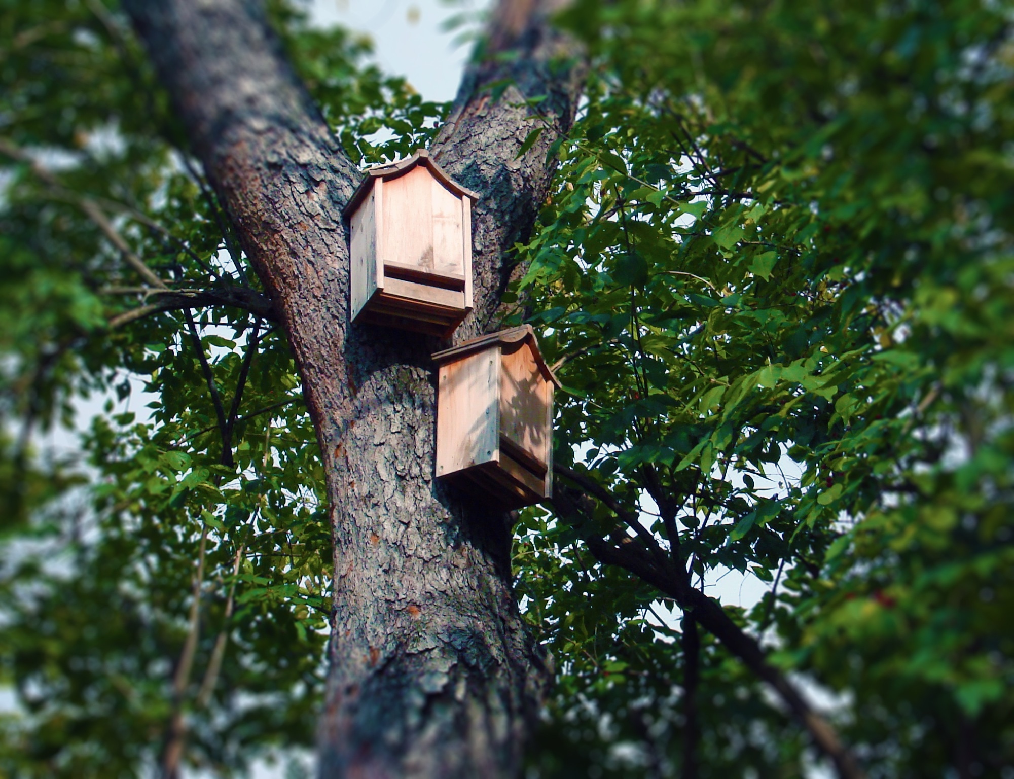 2 brown wooden bird house