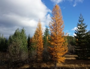 brown pine tree thumbnail