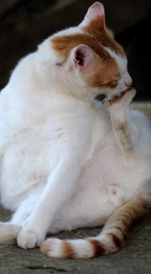 white and orange cat sitting on floor thumbnail