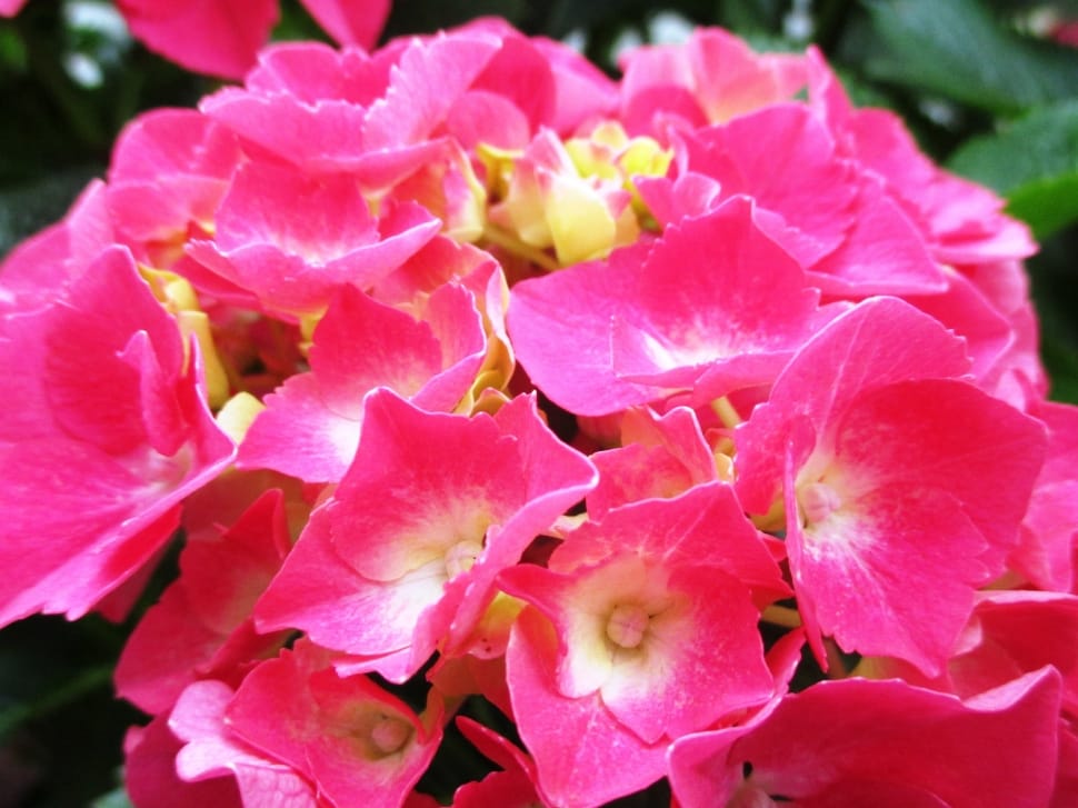 pink hydrangeas in bloom close-up photo preview