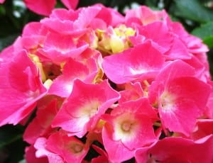 pink hydrangeas in bloom close-up photo thumbnail