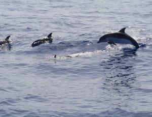 group of dolphins thumbnail