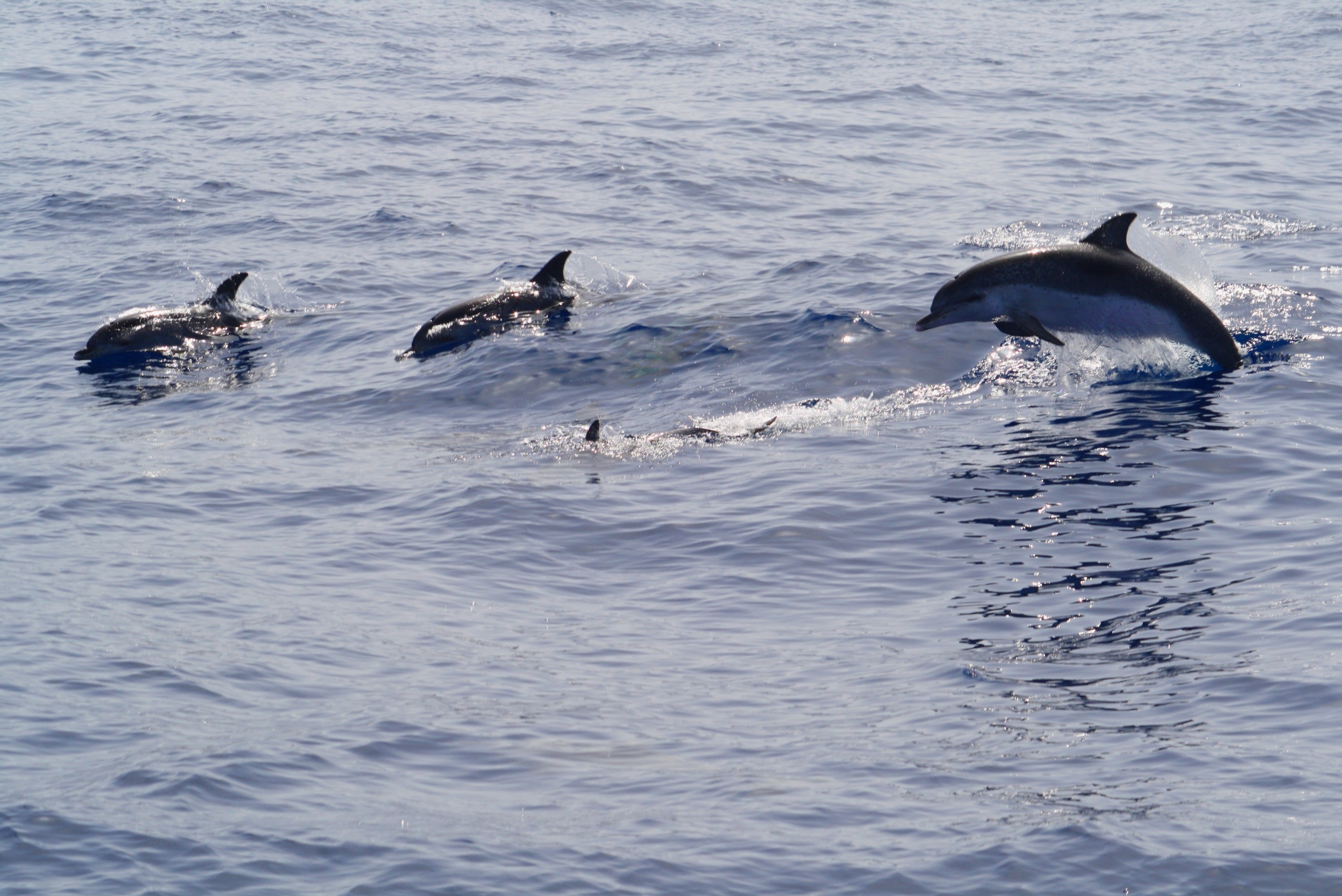 group of dolphins
