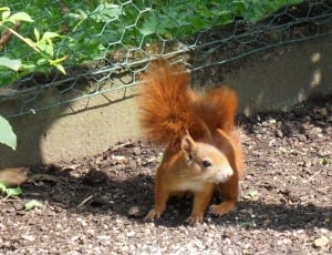 red squirrel during daytime thumbnail