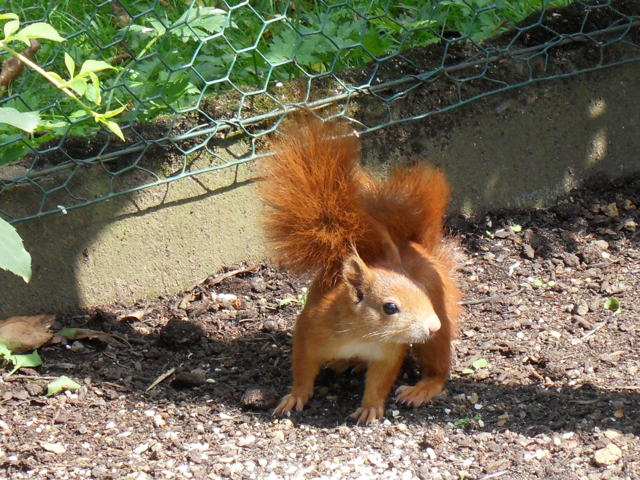 red squirrel during daytime