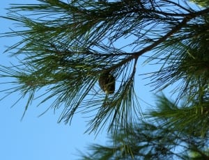 green pine cone thumbnail