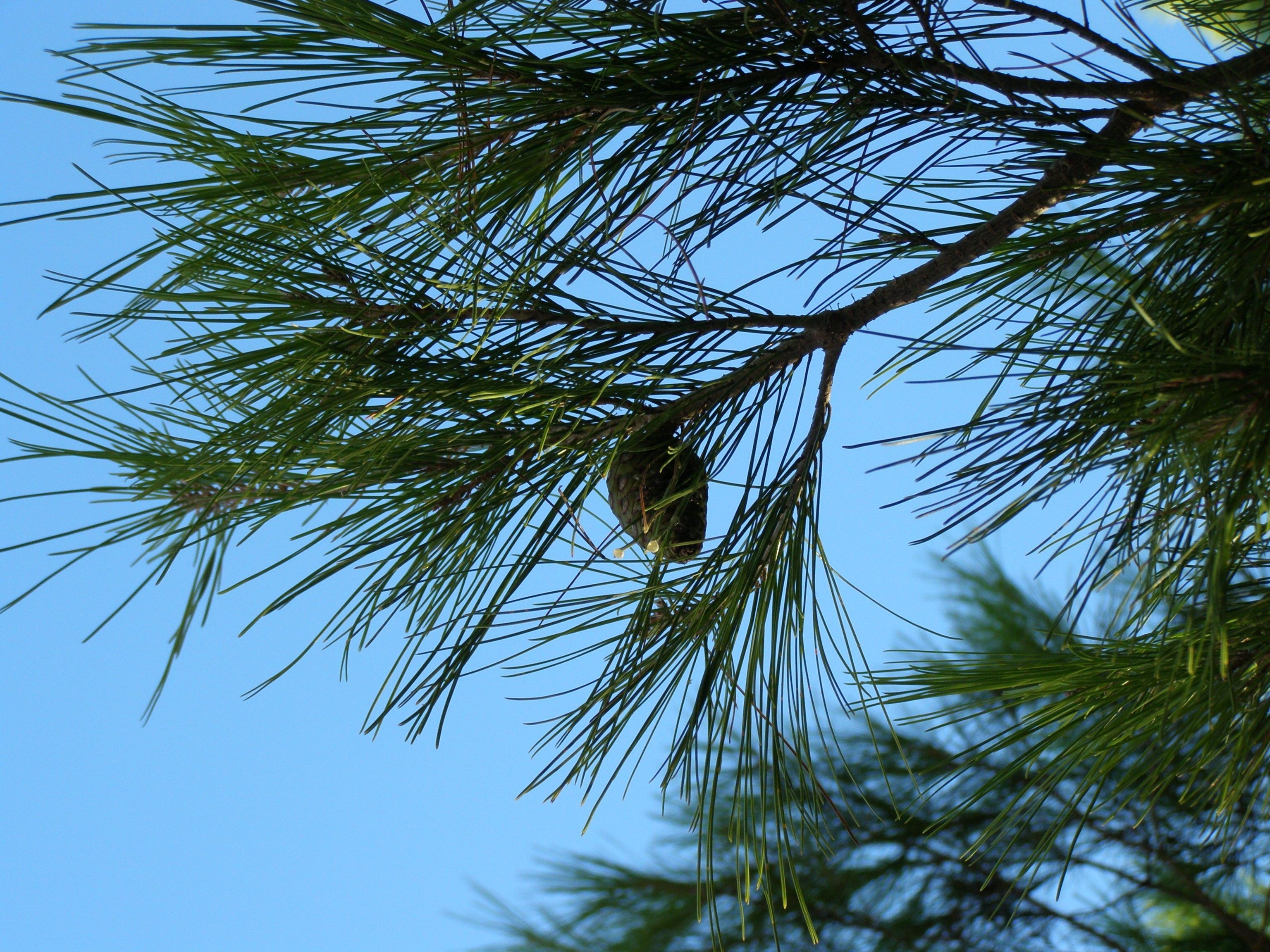 green pine cone