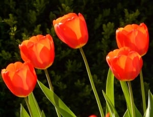 orange tulip thumbnail