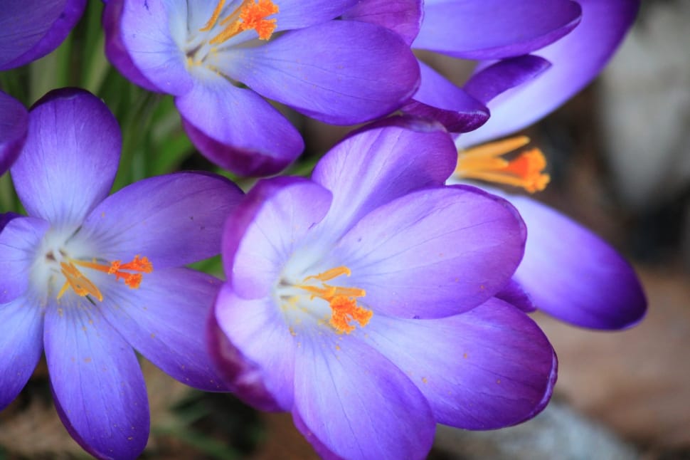 purple crocus flowers preview