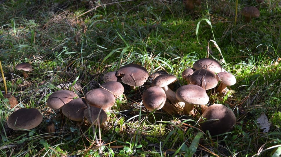 brown wild mushrooms preview