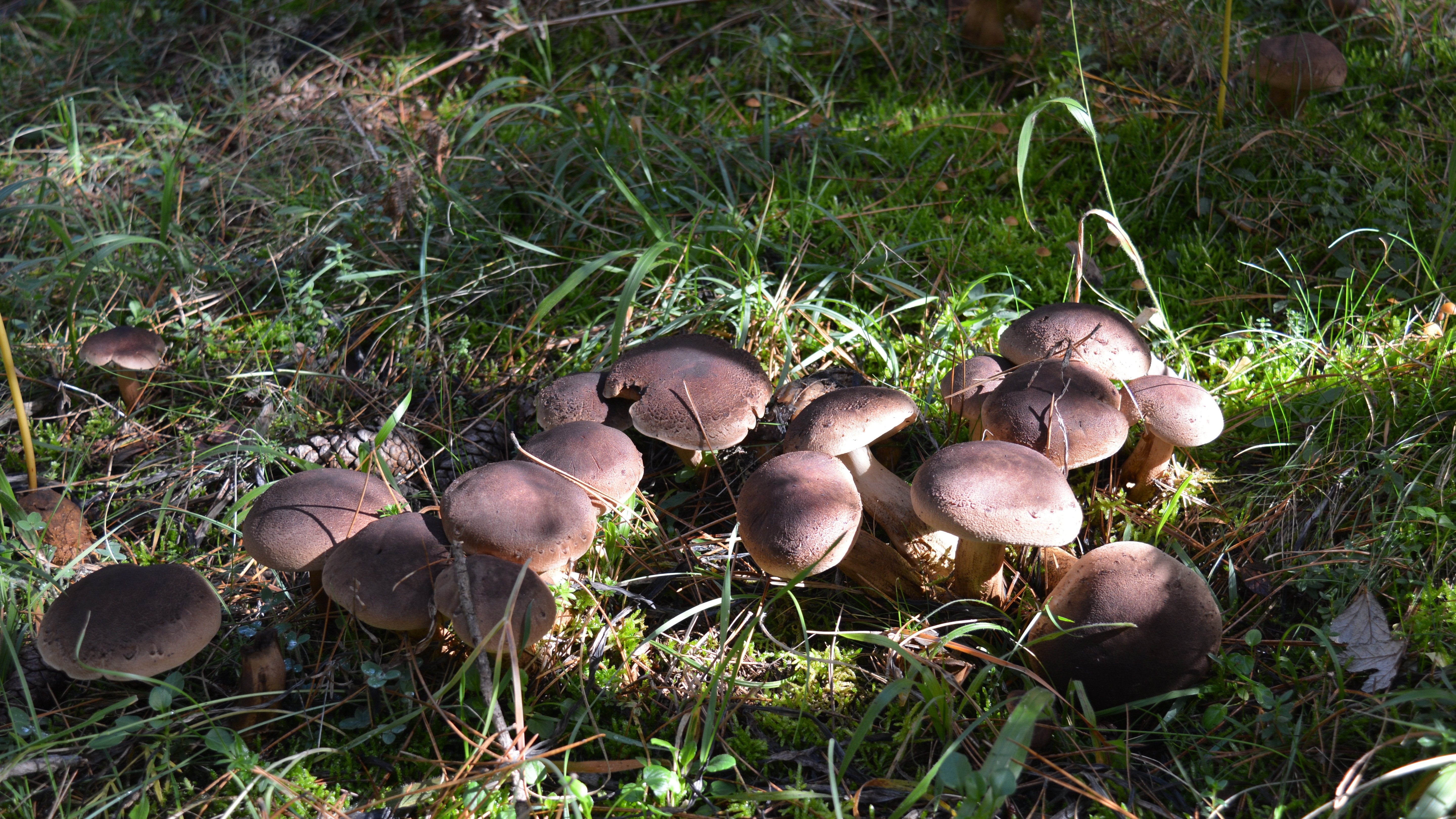 brown wild mushrooms